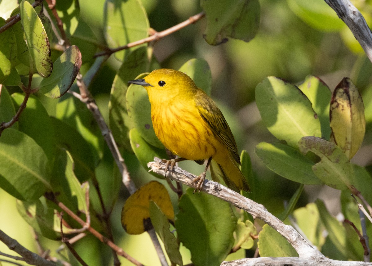 Yellow Warbler (Golden) - ML620535247