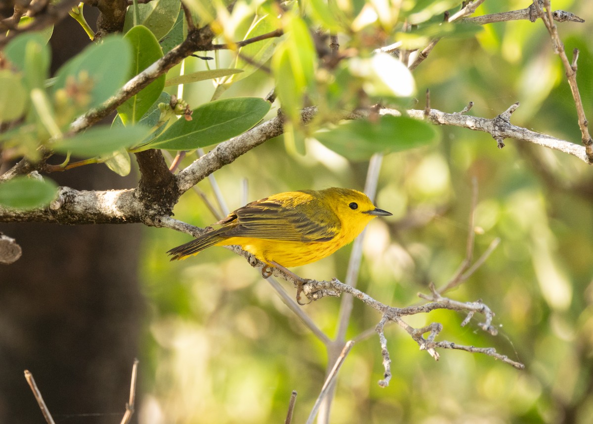 Yellow Warbler (Golden) - ML620535248