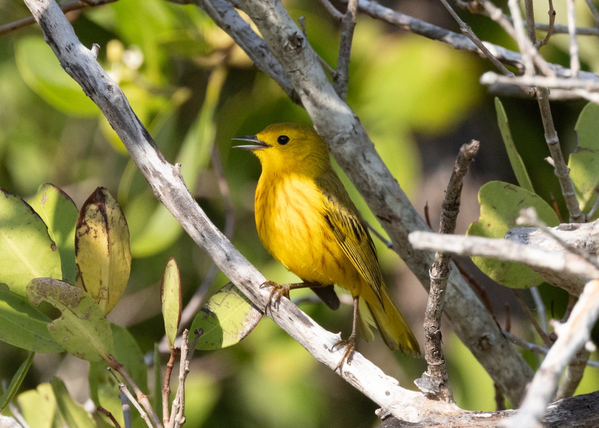 Yellow Warbler (Golden) - ML620535249