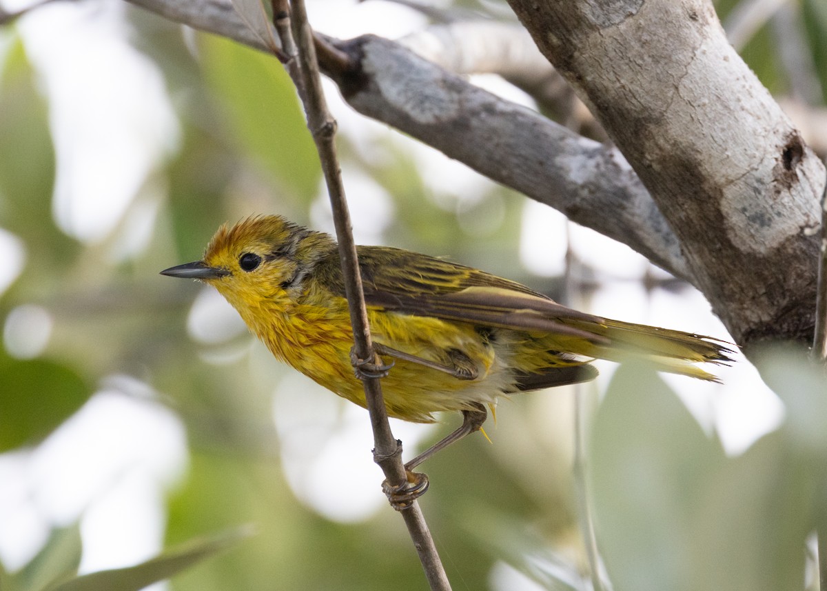 Yellow Warbler (Golden) - ML620535251