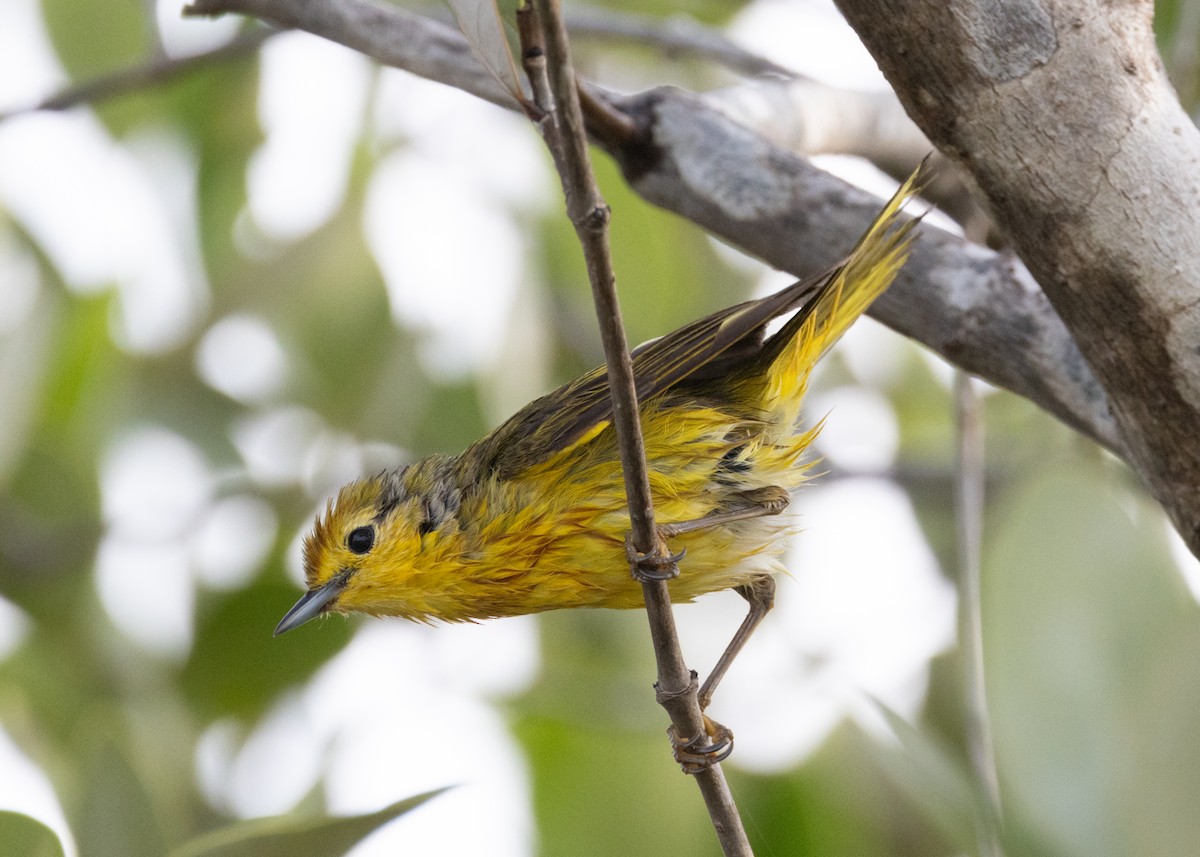 Yellow Warbler (Golden) - ML620535252