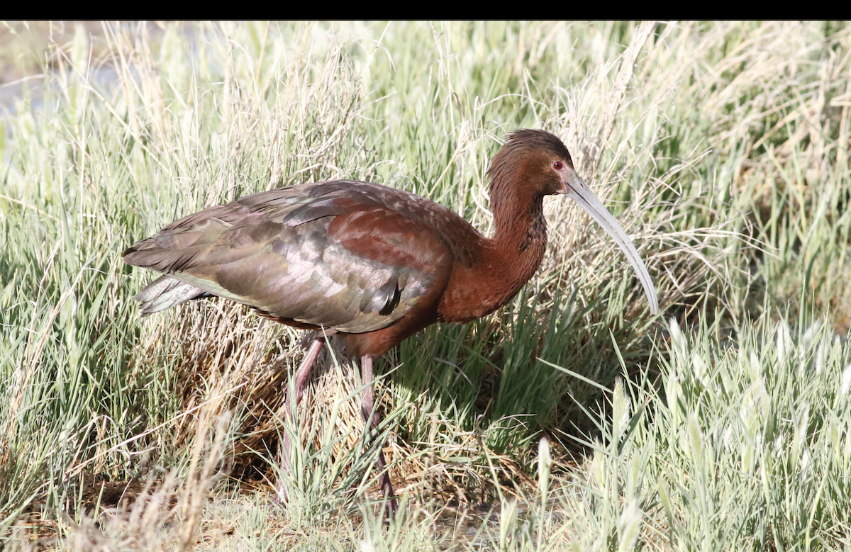 Ibis à face blanche - ML620535258