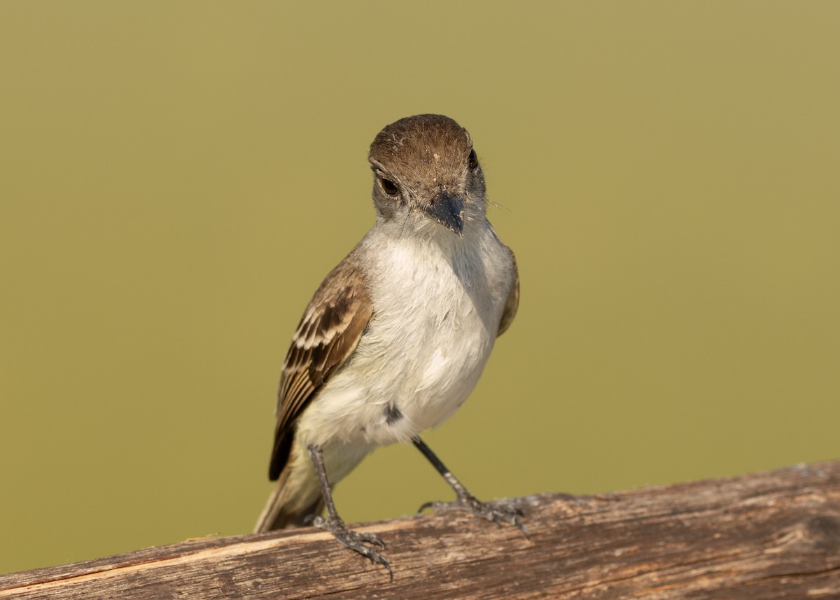 La Sagra's Flycatcher - ML620535260