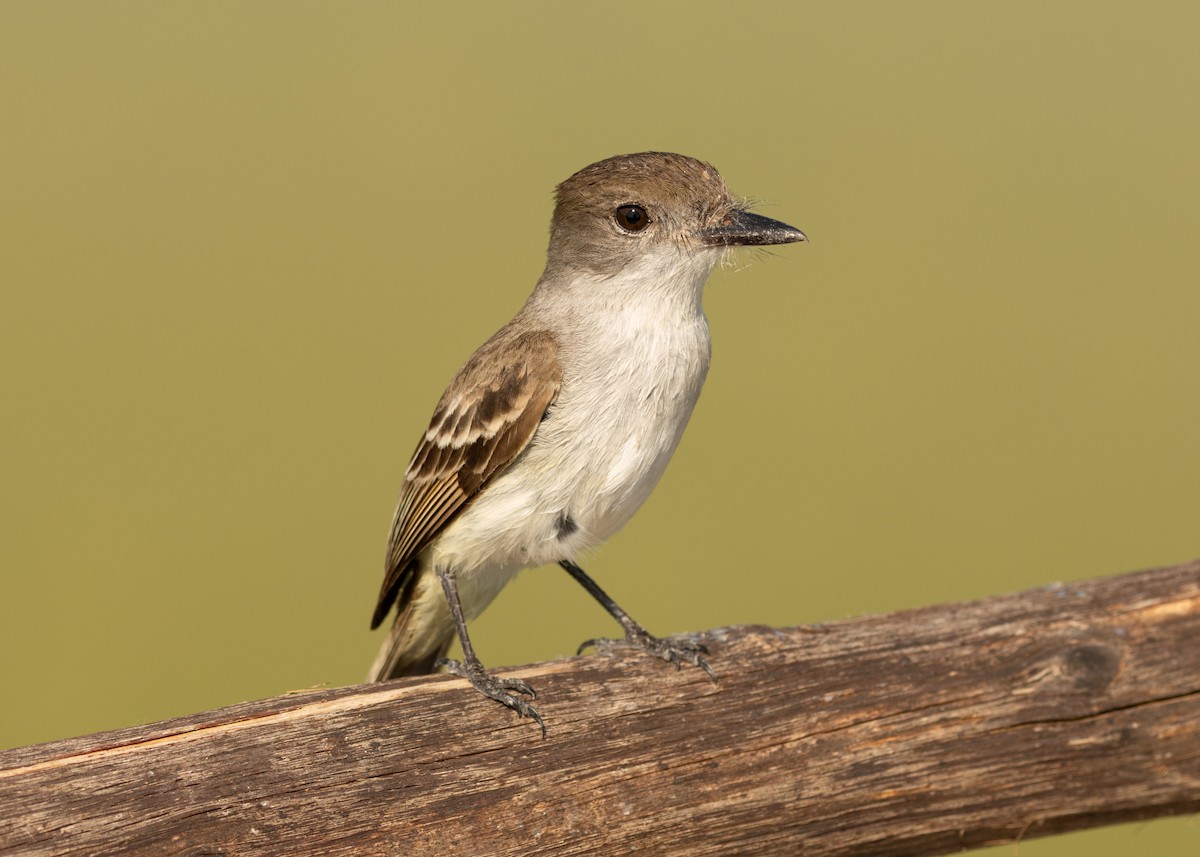 La Sagra's Flycatcher - ML620535261