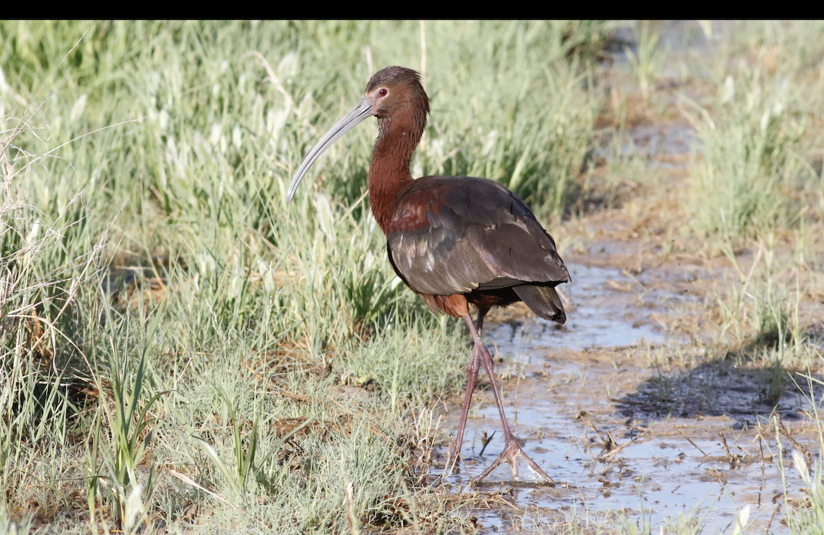 ibis americký - ML620535262