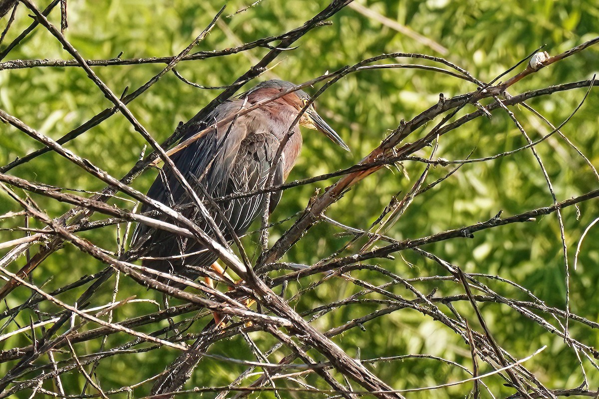 Green Heron - ML620535266