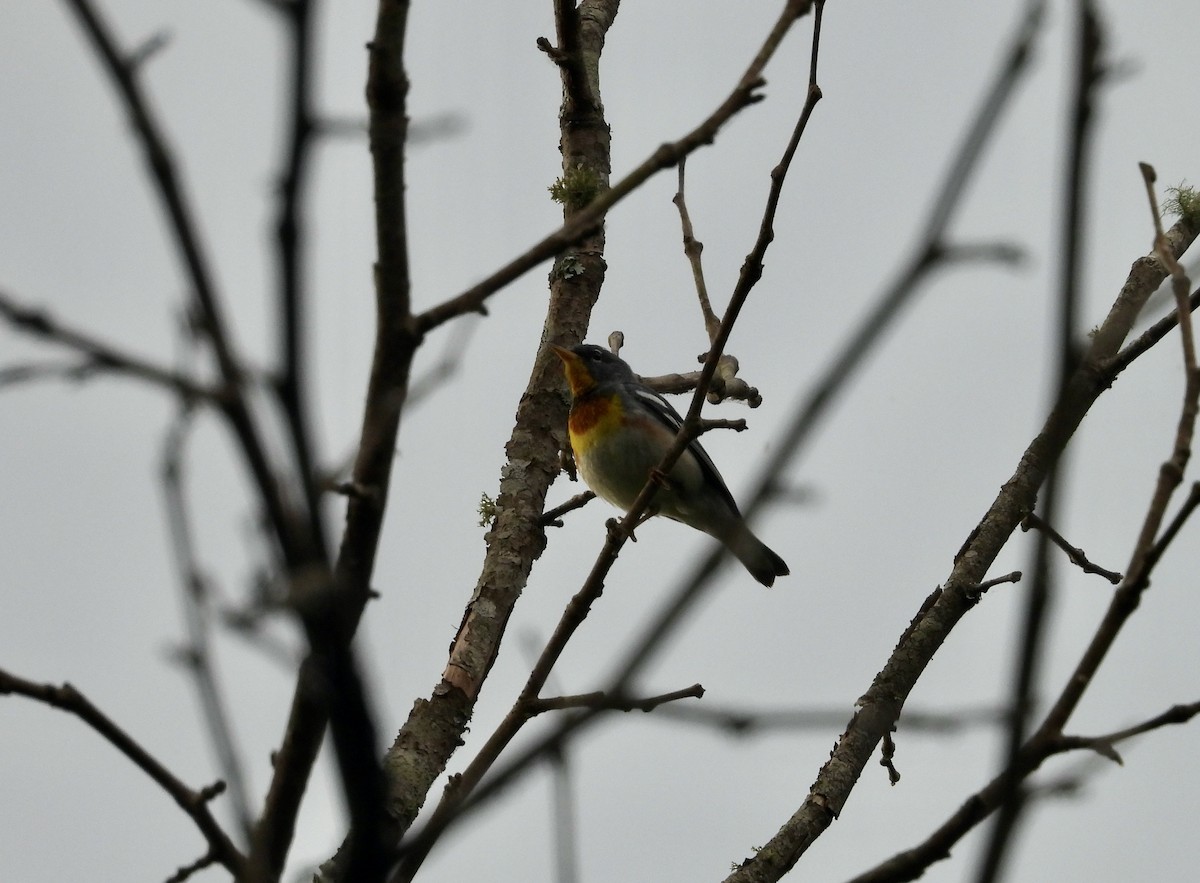 Northern Parula - ML620535269