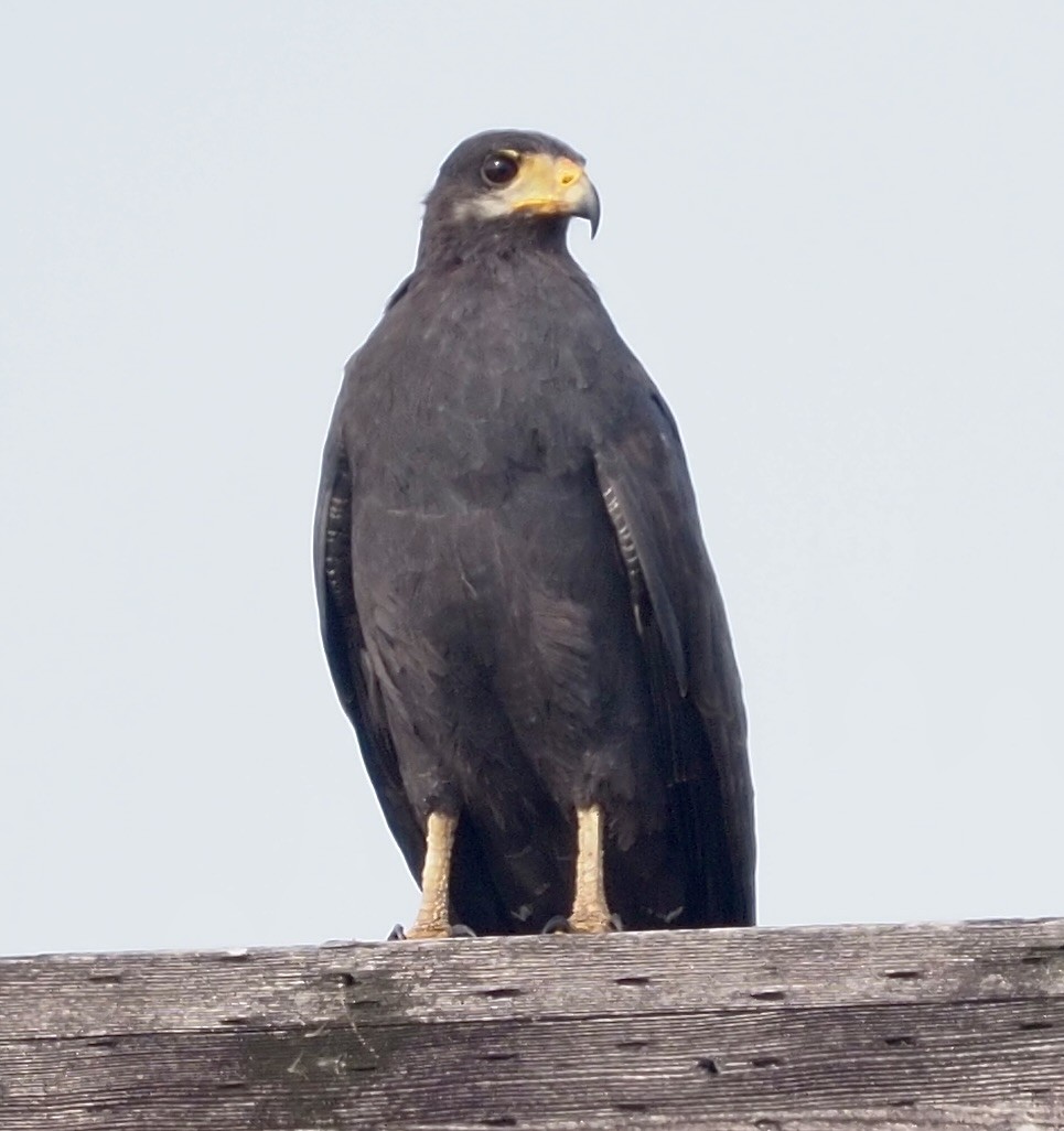 Common Black Hawk - ML620535297