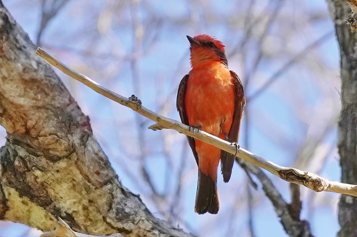 Vermilion Flycatcher - ML620535304