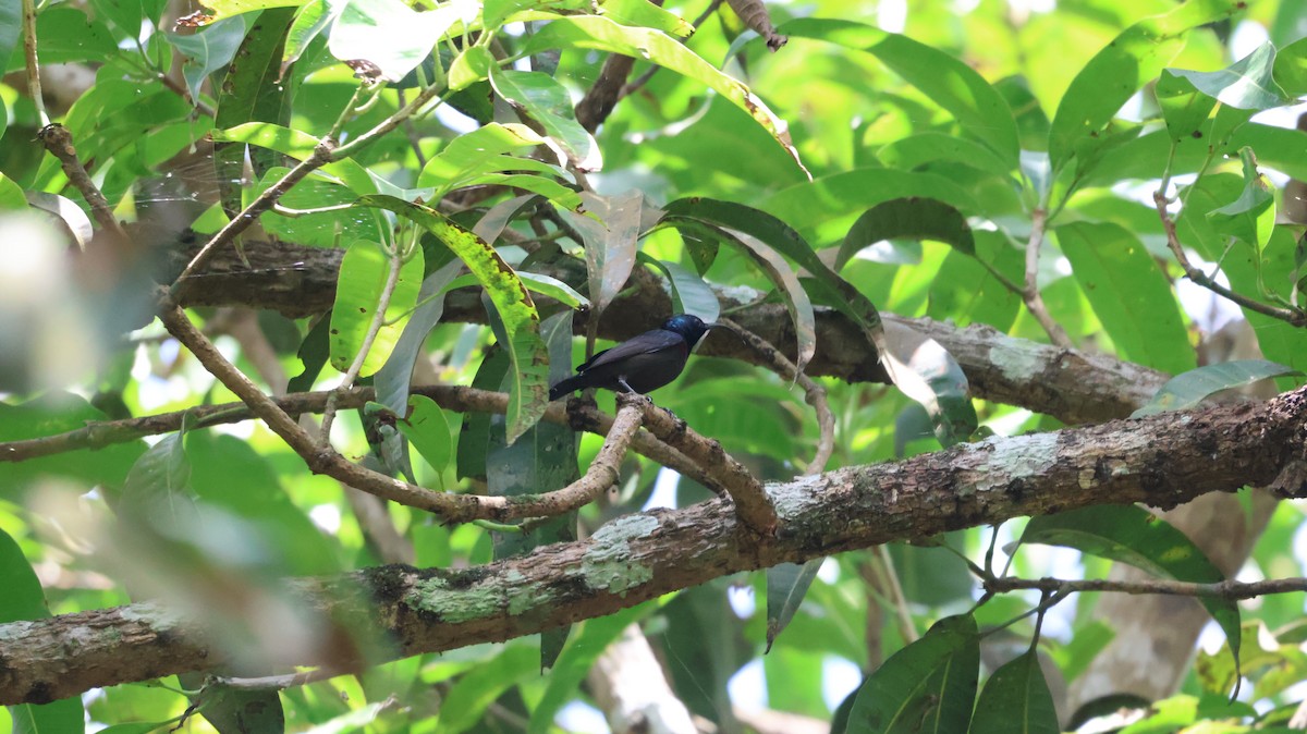 Loten's Sunbird - Anonymous