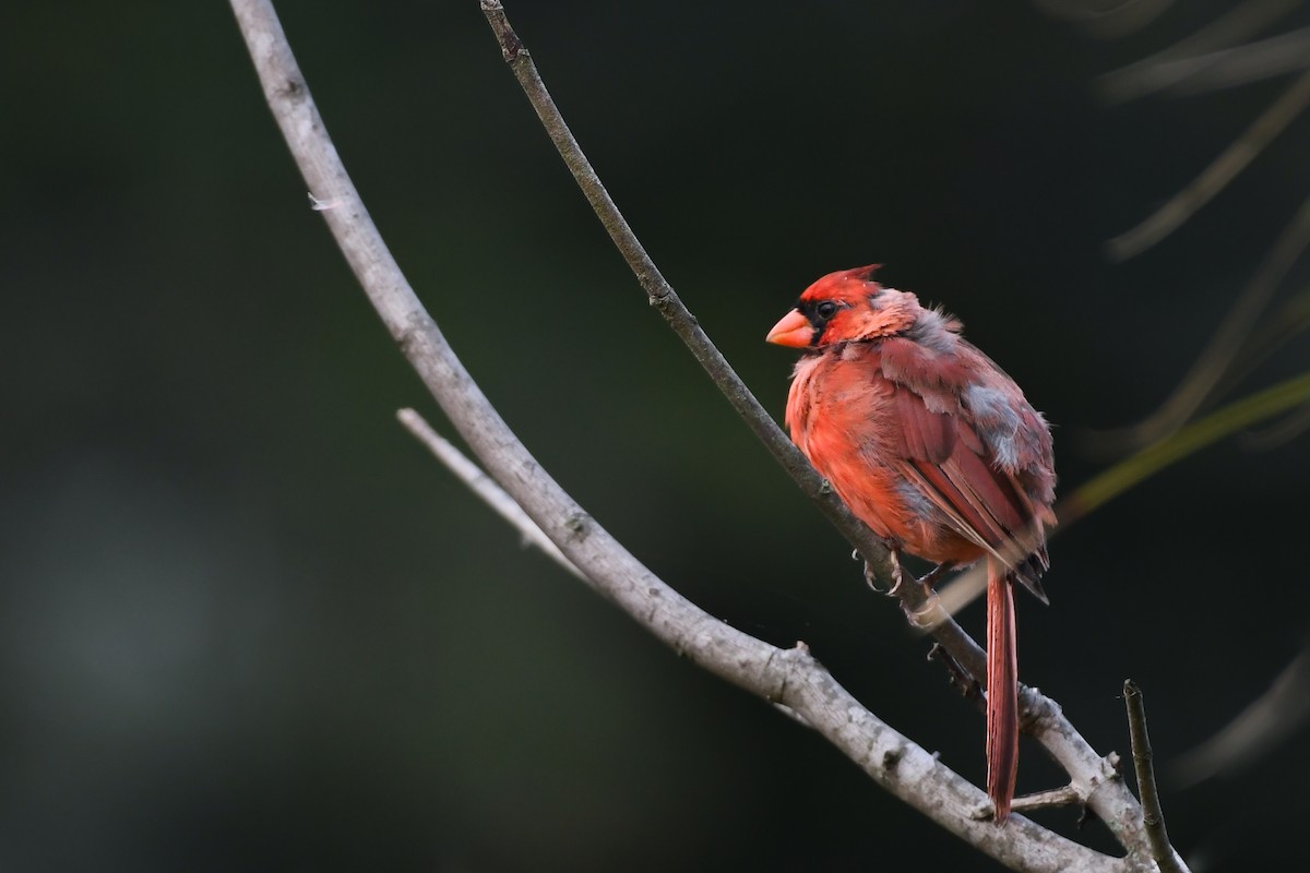 Northern Cardinal - ML620535323