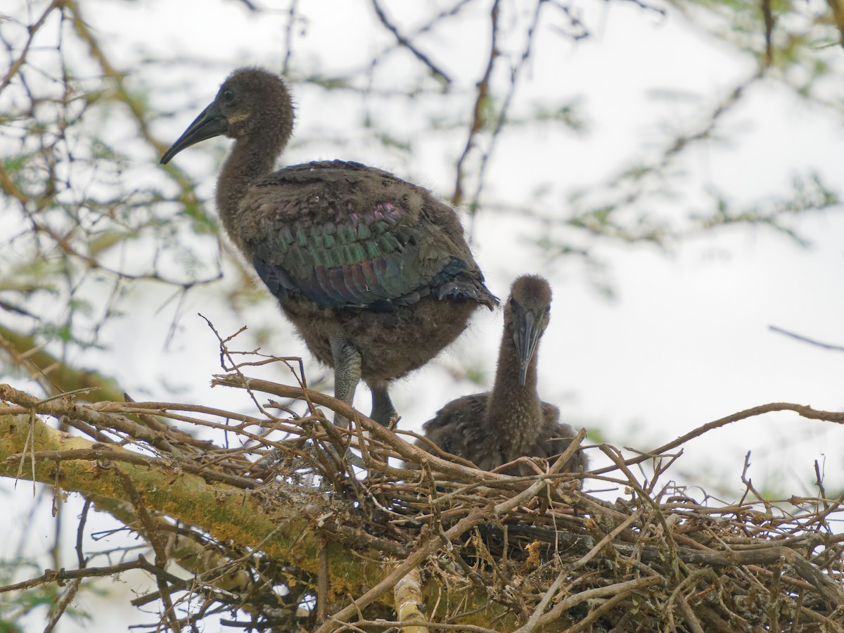 Hadada Ibis - ML620535324