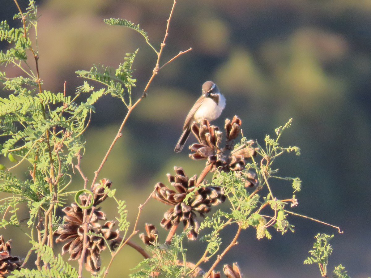 Black-throated Sparrow - ML620535325