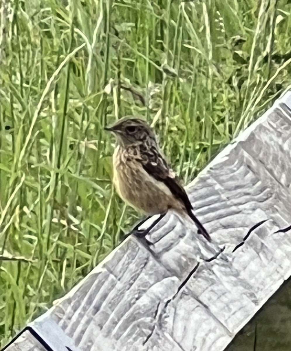 European Stonechat - ML620535327