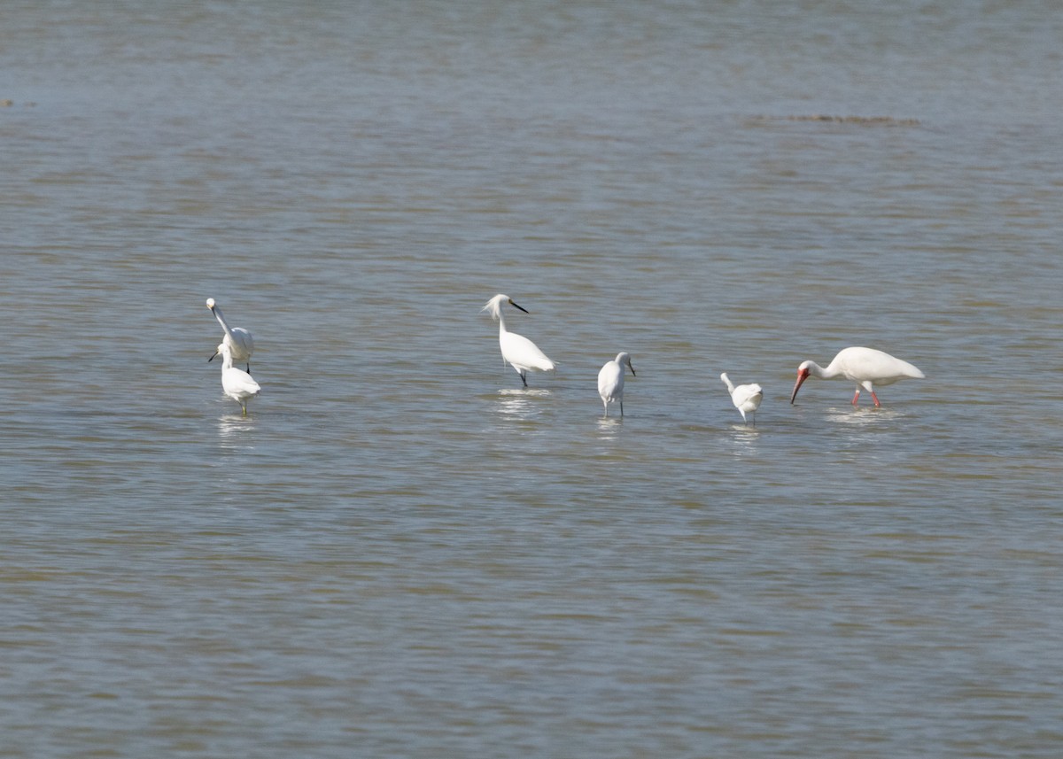 Snowy Egret - ML620535334