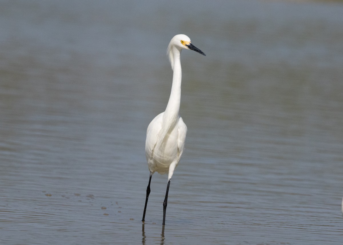 Snowy Egret - ML620535335