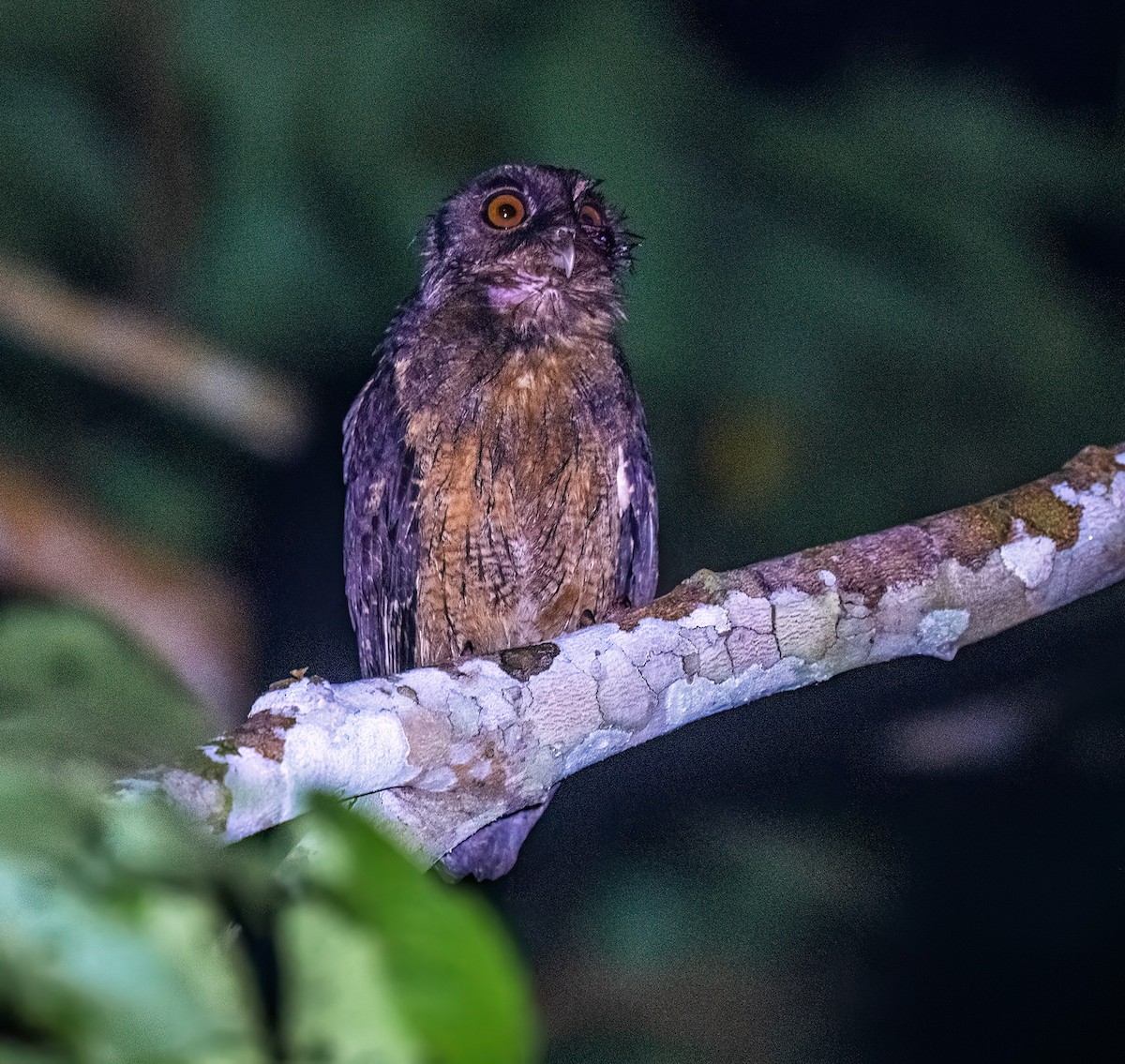 Tawny-bellied Screech-Owl - ML620535336