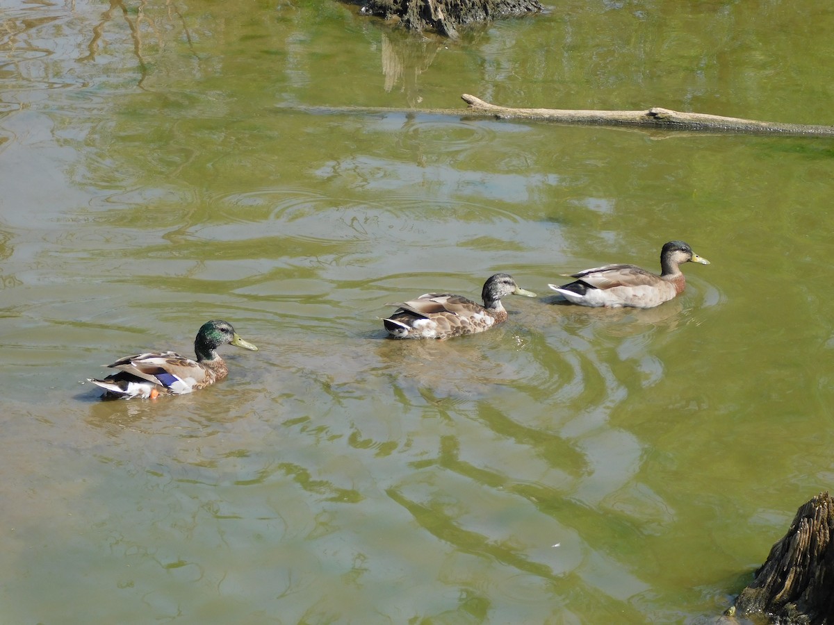 Mallard - ML620535338
