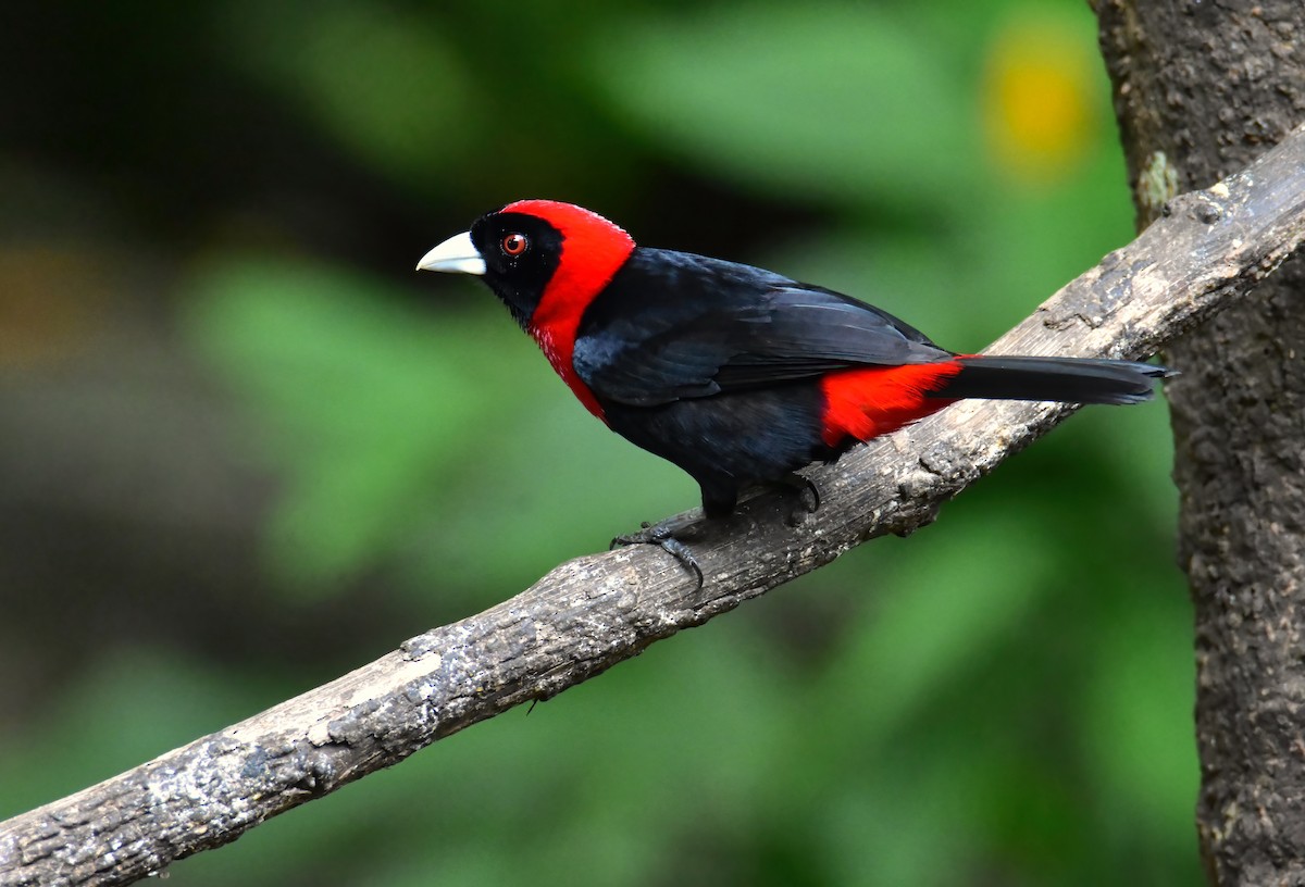 Crimson-collared Tanager - ML620535344