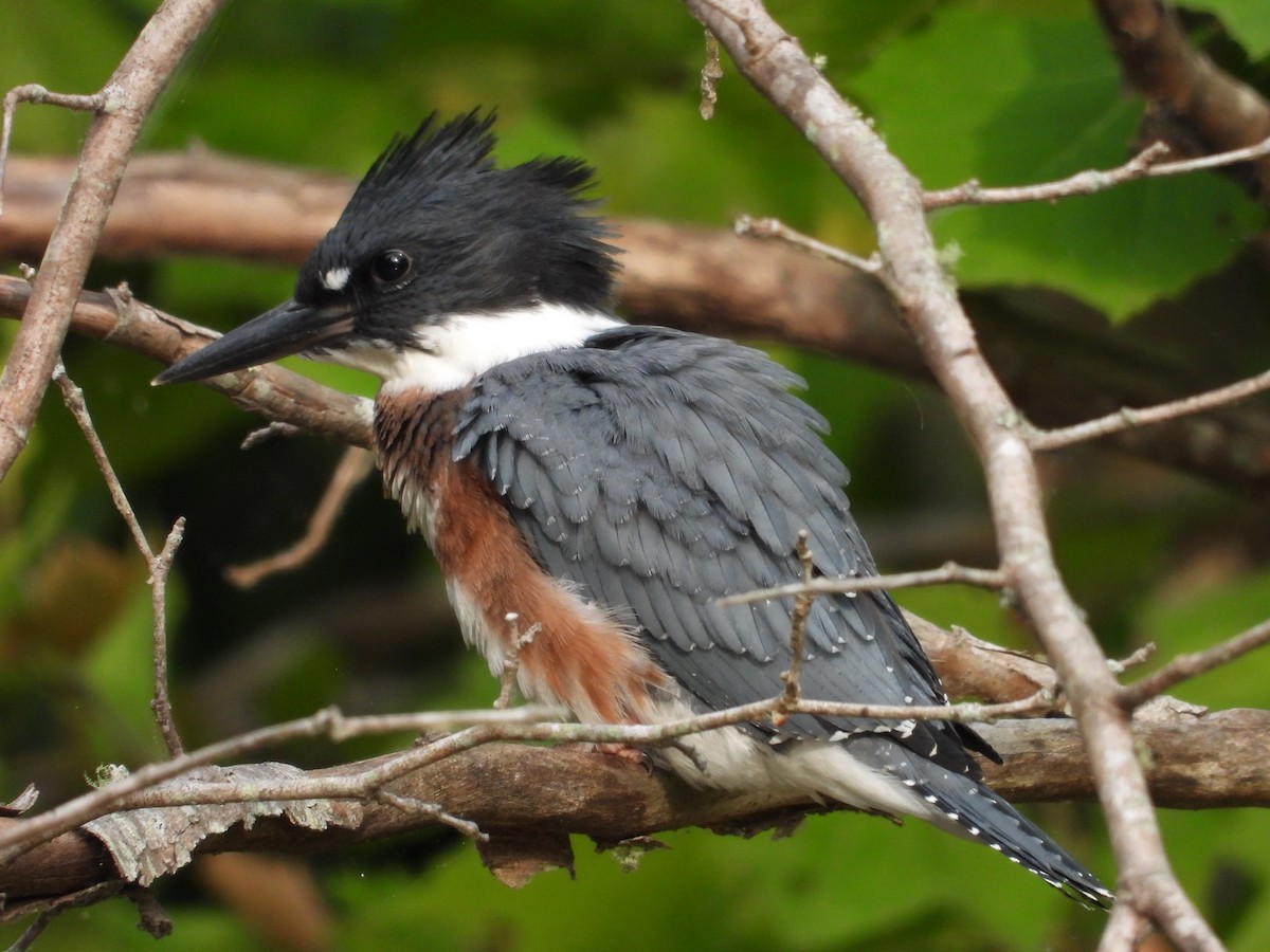Belted Kingfisher - ML620535347