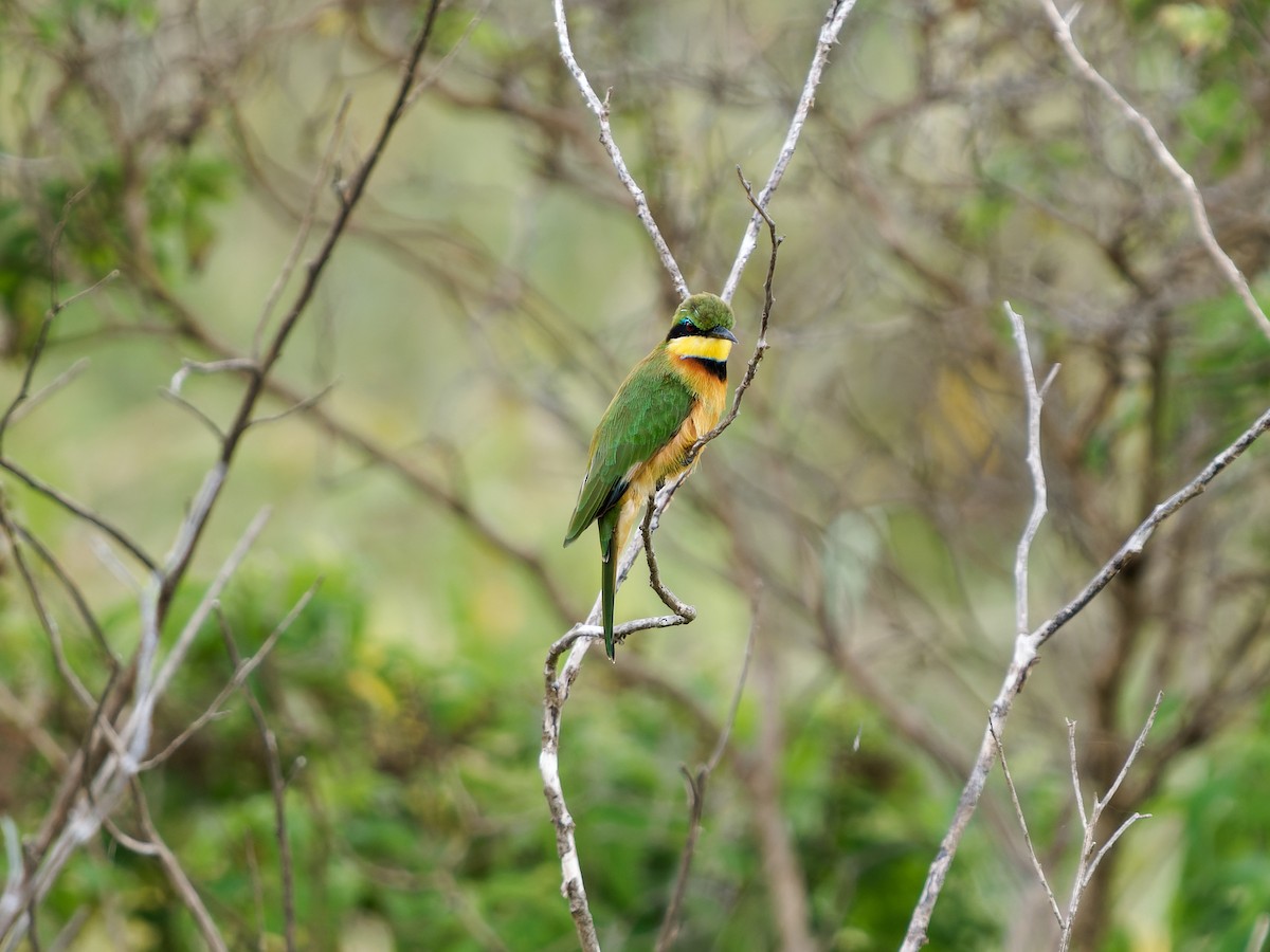 Little Bee-eater - ML620535350