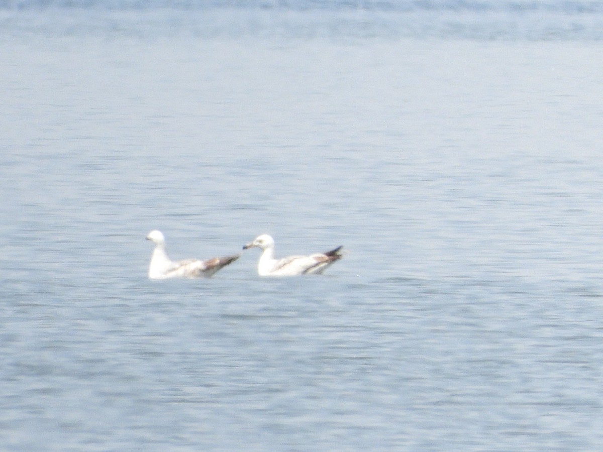 Yellow-legged Gull - ML620535354