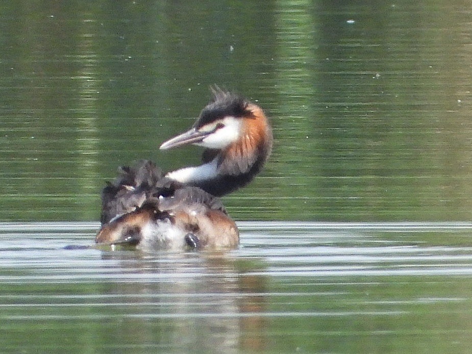 Great Crested Grebe - ML620535357