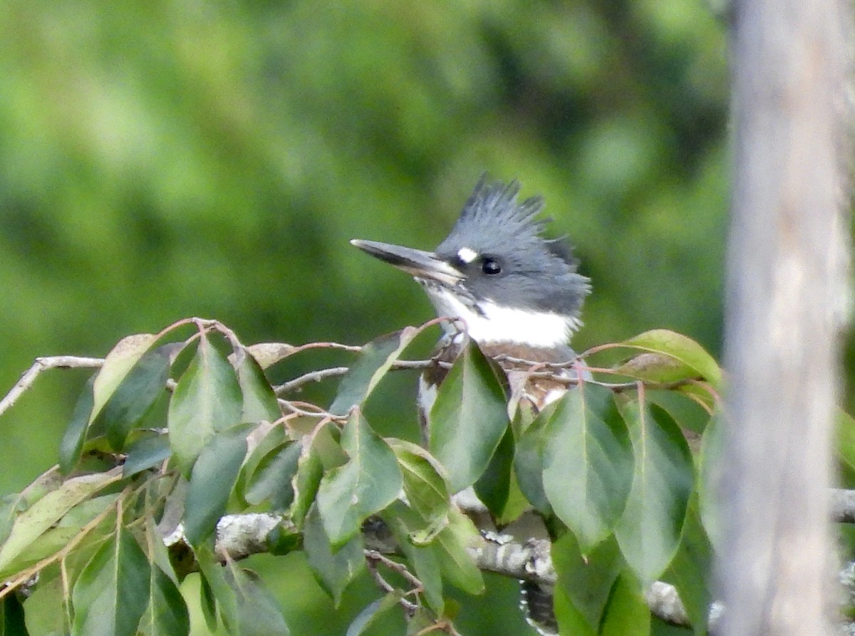 Belted Kingfisher - ML620535365