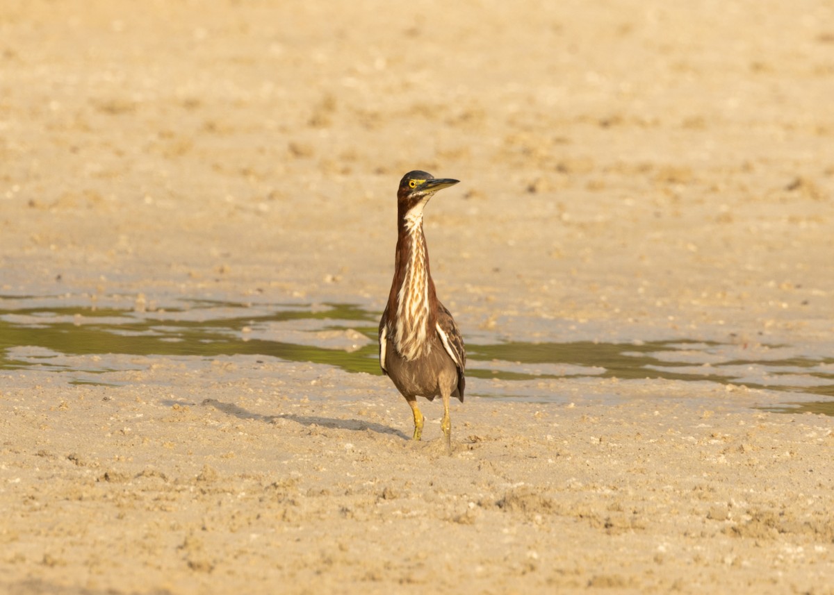 Green Heron - ML620535390