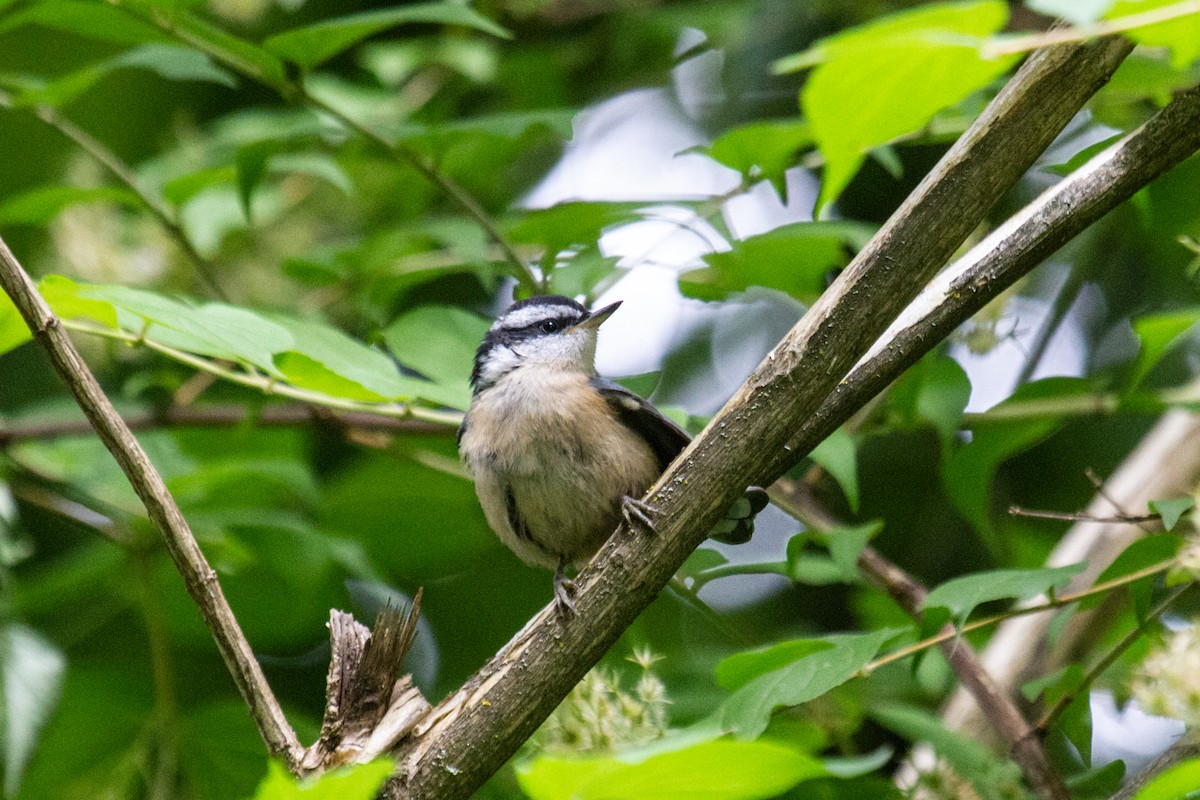 Red-breasted Nuthatch - ML620535398