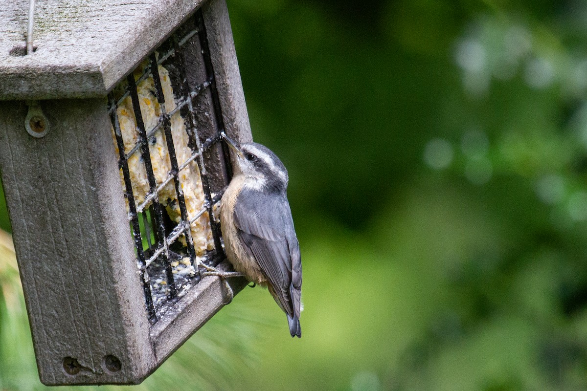 Red-breasted Nuthatch - ML620535399