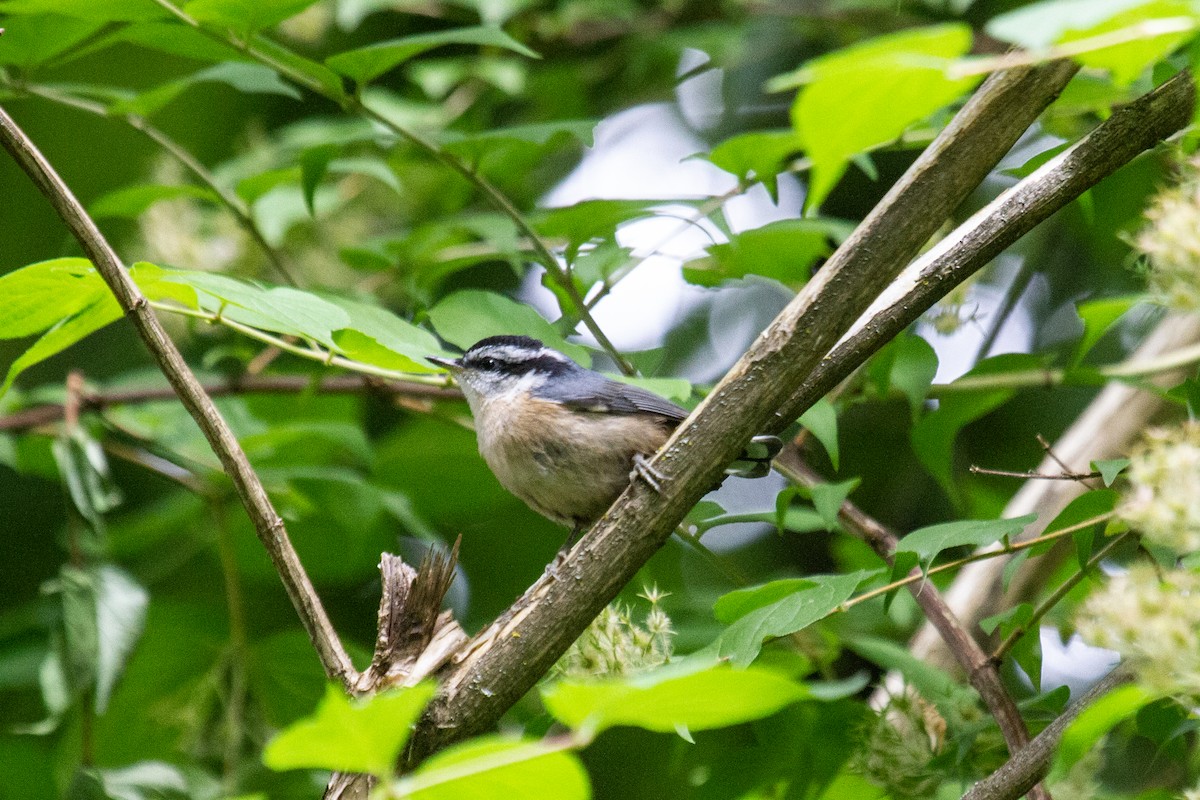 Red-breasted Nuthatch - ML620535401