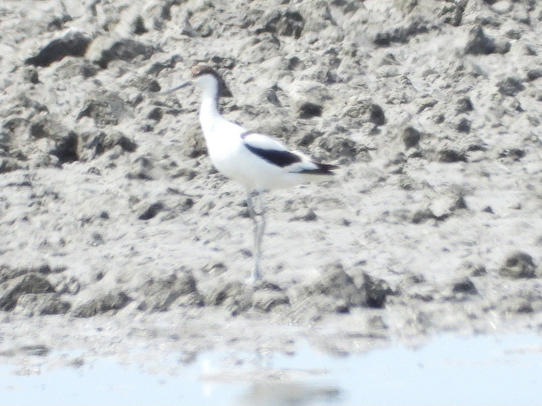 Avocette élégante - ML620535408