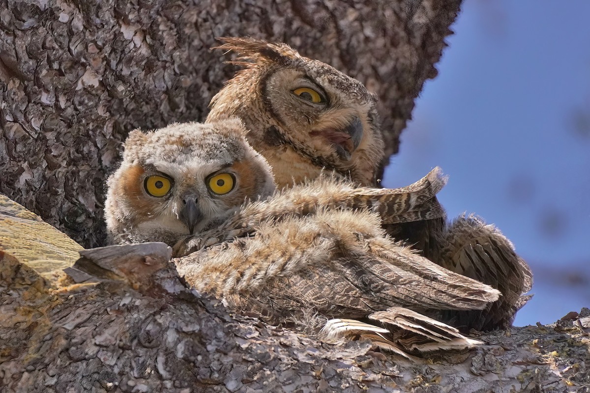 Great Horned Owl - ML620535411