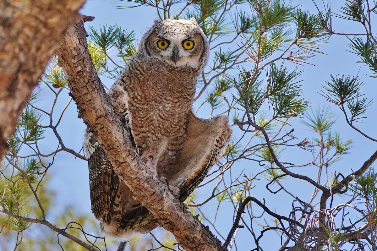 Great Horned Owl - ML620535412