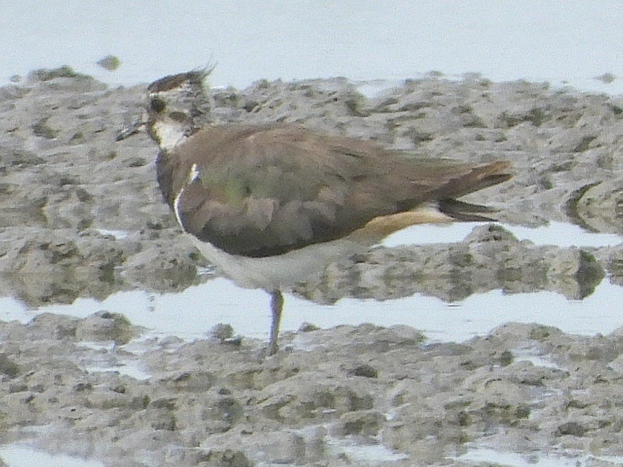 Northern Lapwing - ML620535418