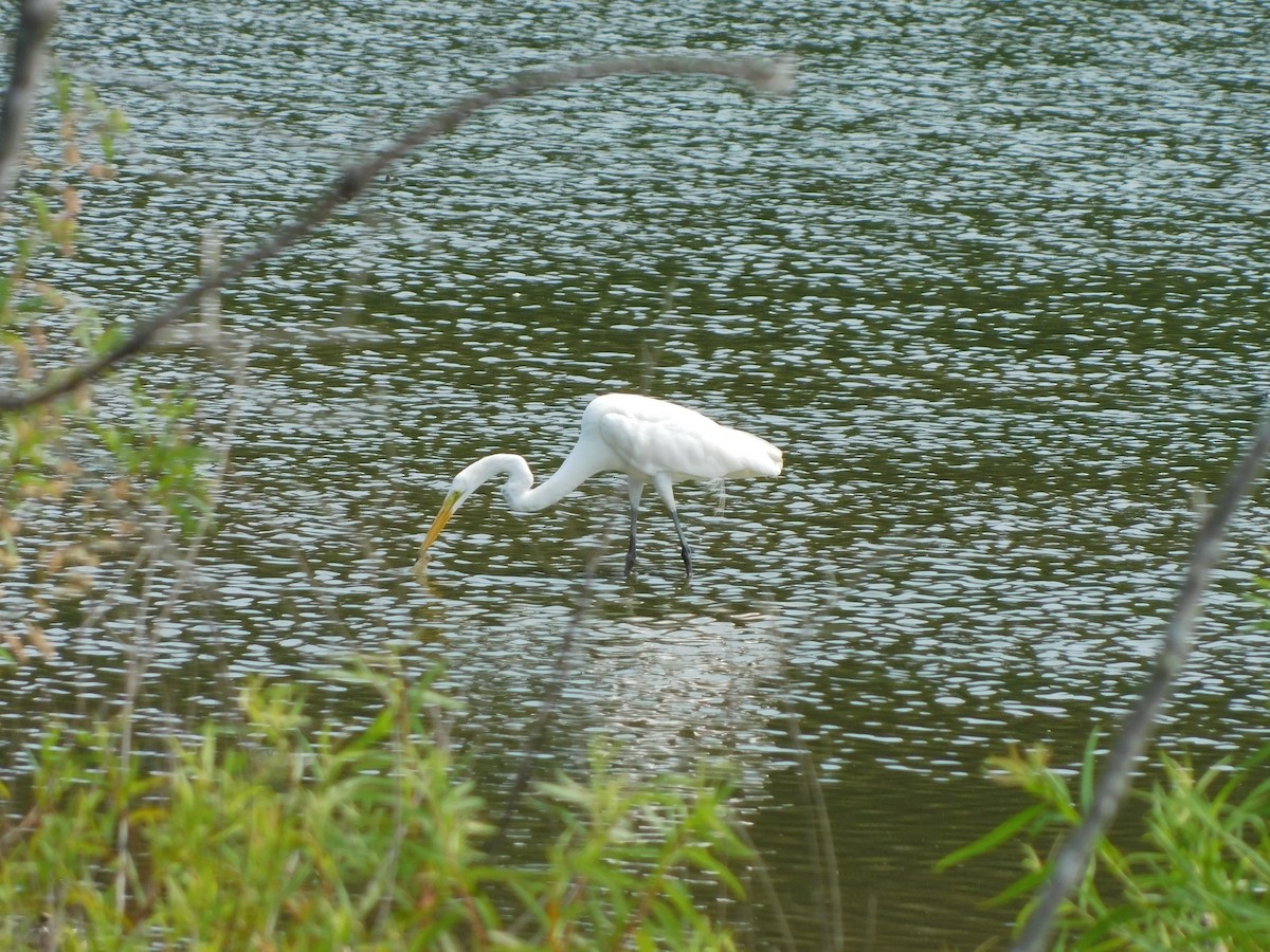 Great Egret - ML620535441