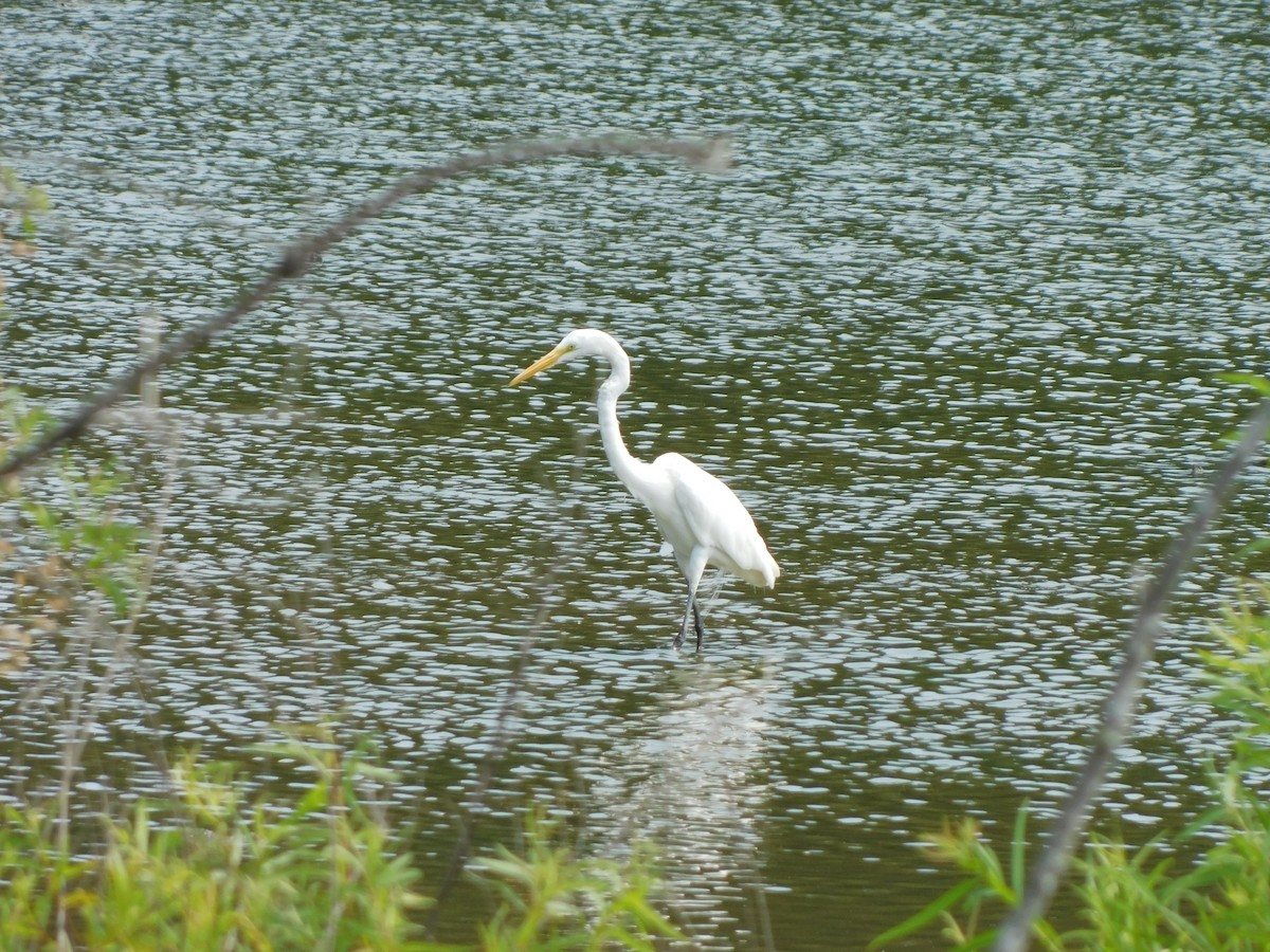 Great Egret - ML620535442