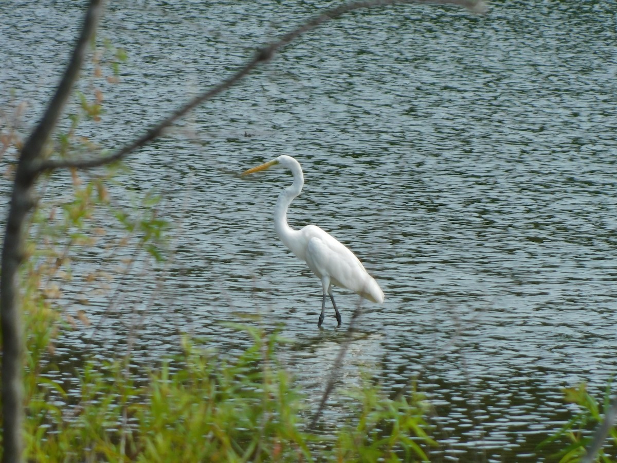 Great Egret - ML620535444