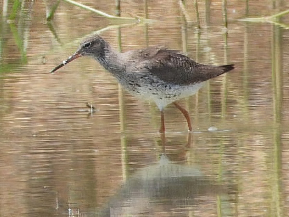 Common Redshank - ML620535465