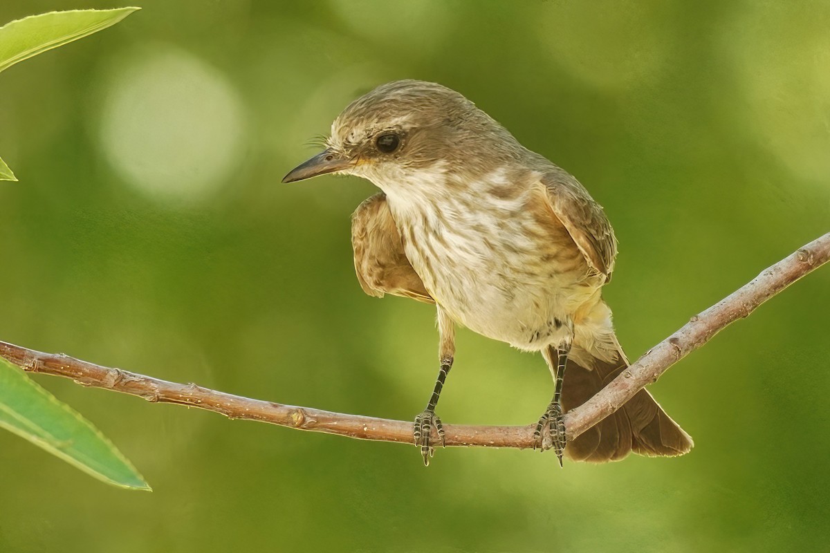 Vermilion Flycatcher - ML620535468