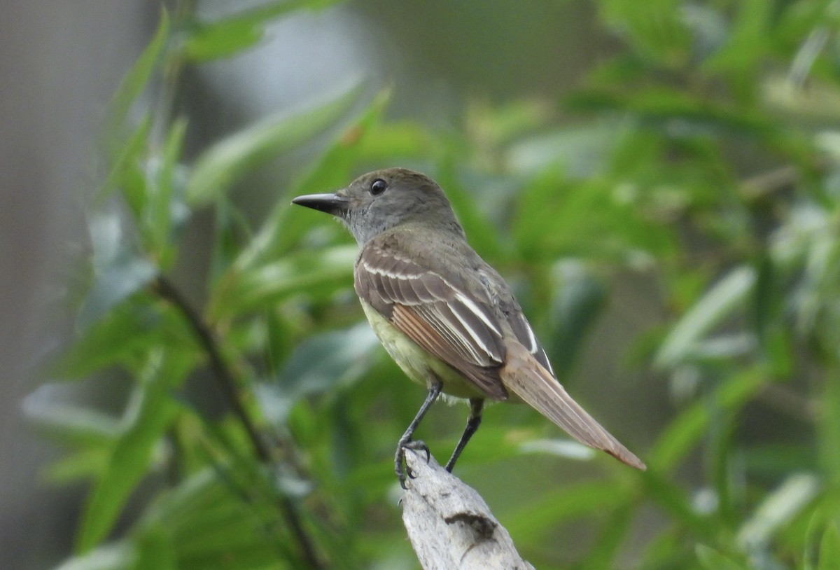 Great Crested Flycatcher - ML620535471