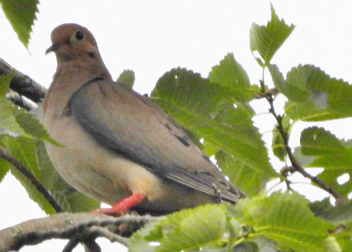 Mourning Dove - ML620535472