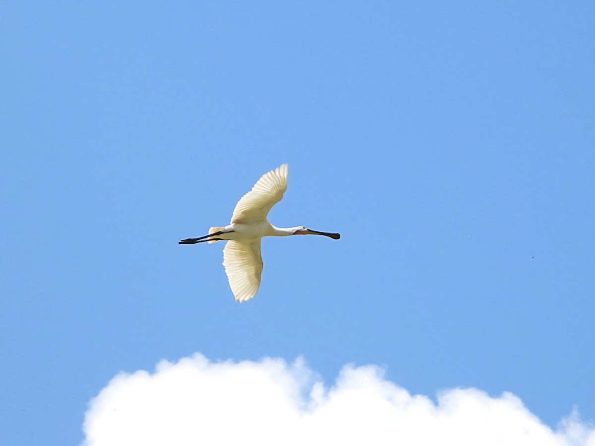 Eurasian Spoonbill - ML620535477