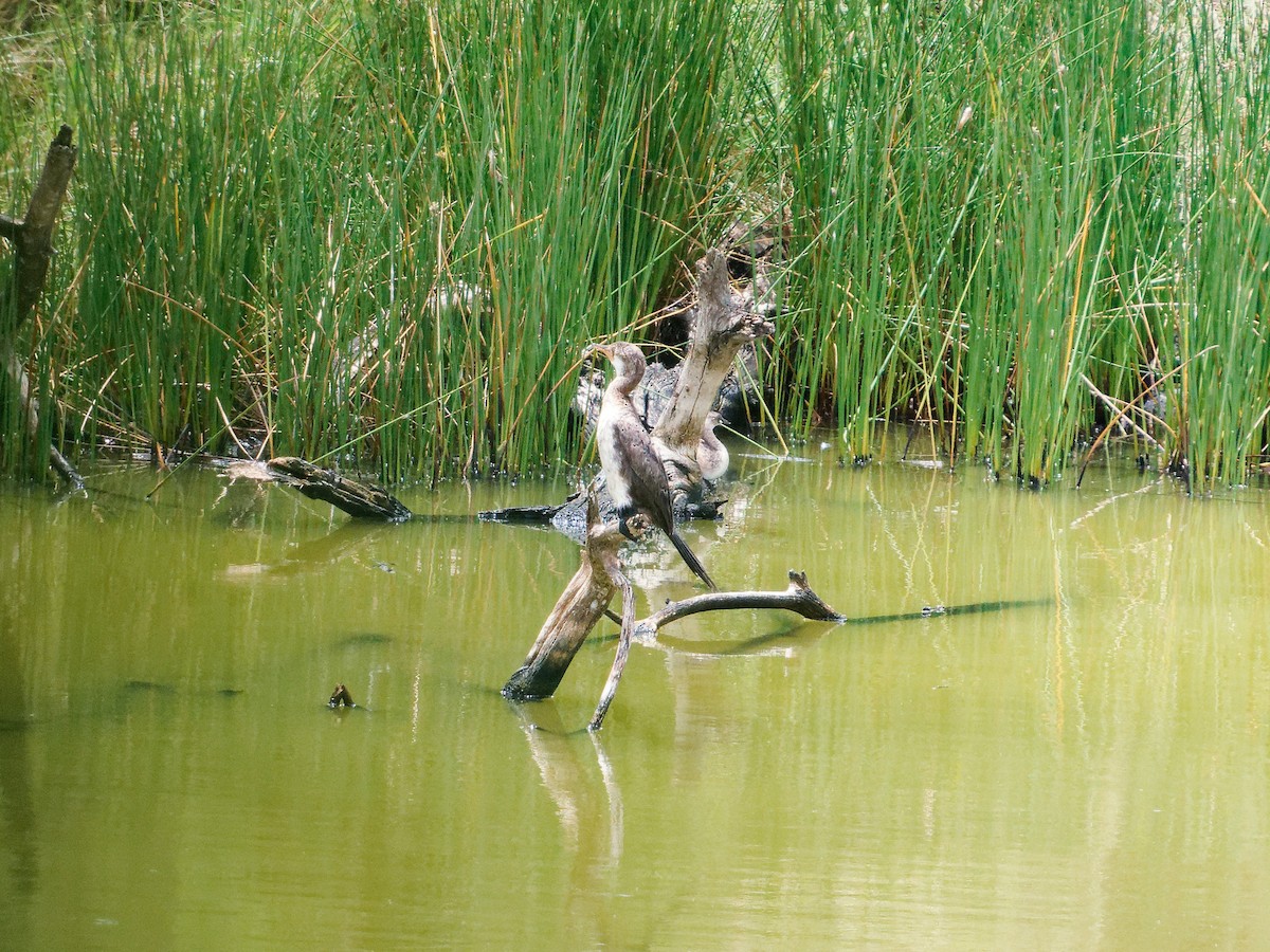 Long-tailed Cormorant - ML620535481