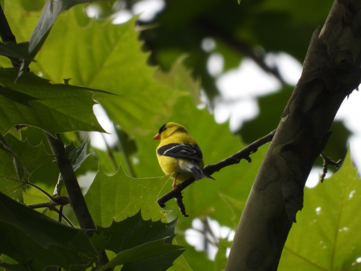 American Goldfinch - ML620535489