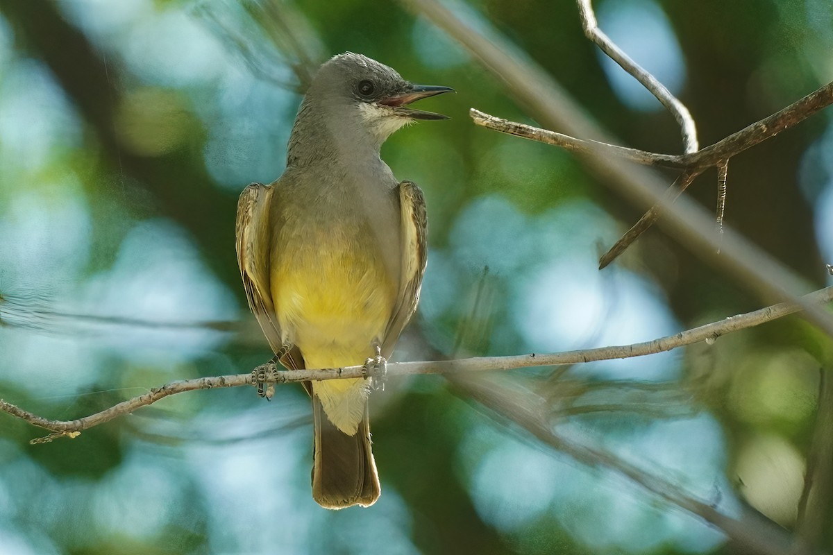 Cassin's Kingbird - ML620535490