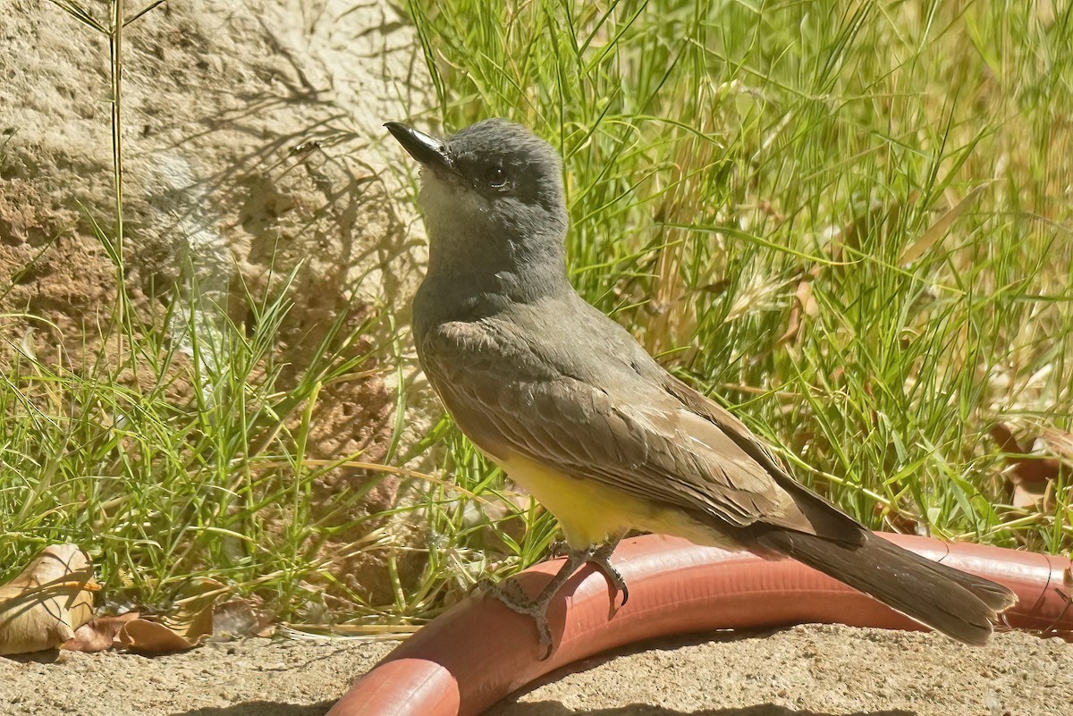 Cassin's Kingbird - ML620535491