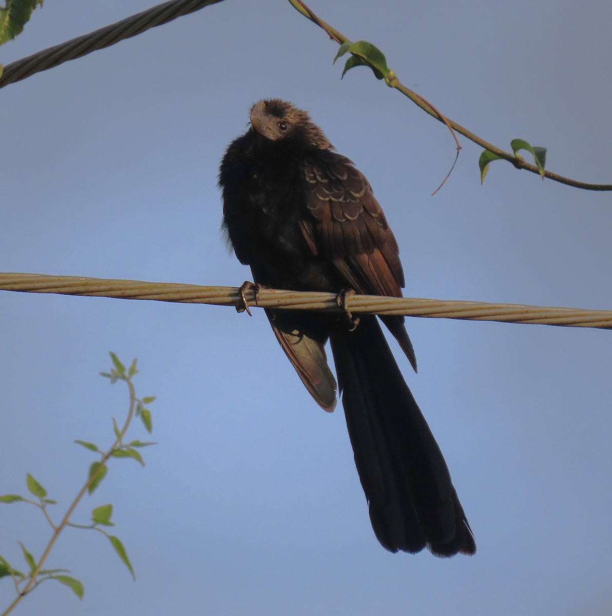 Smooth-billed Ani - ML620535492