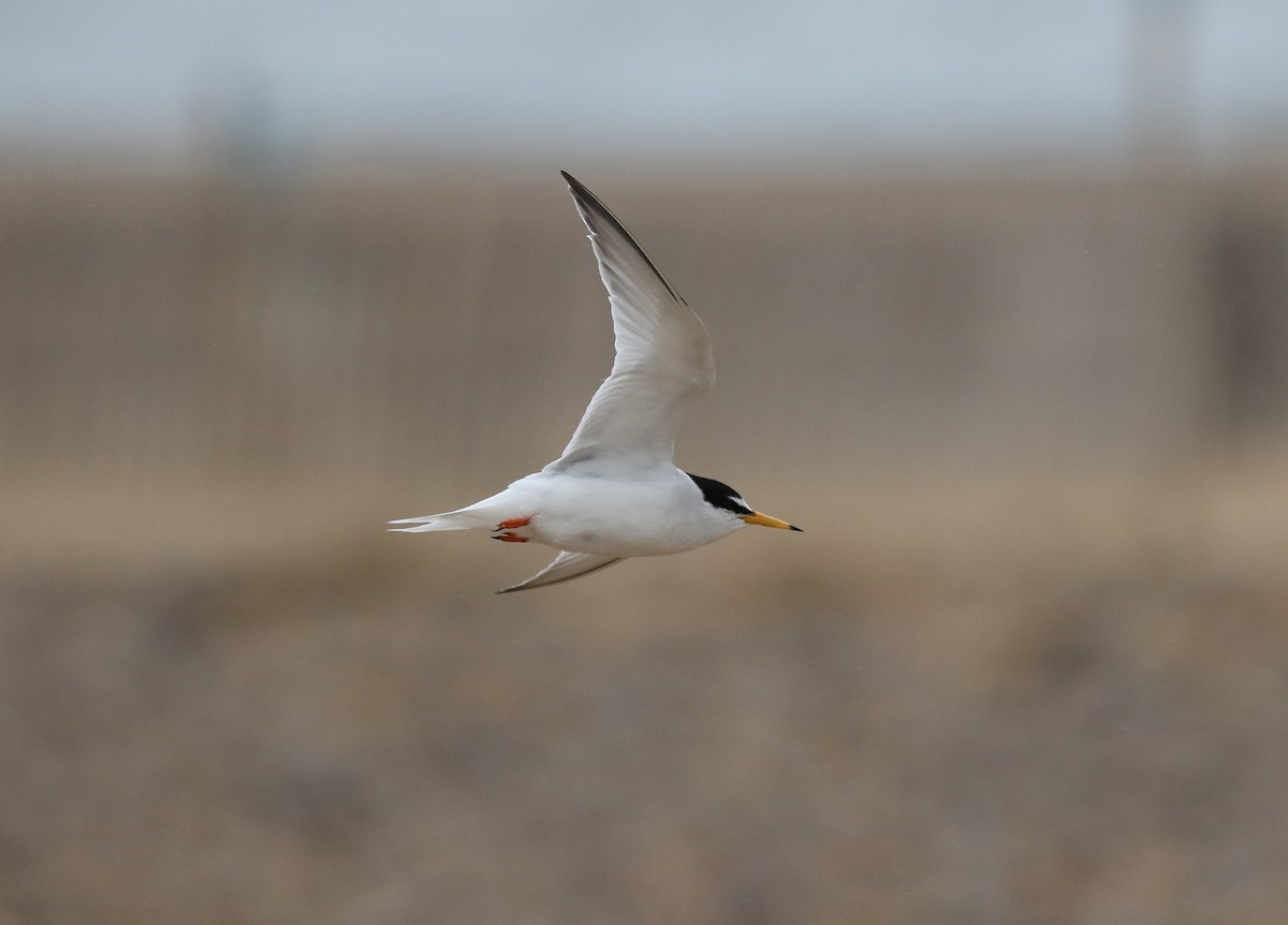 Little Tern - Michael  Heron